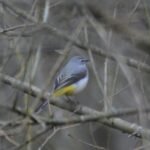 Bergeronnette des ruisseaux_1266