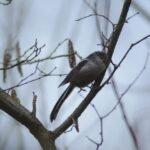 Orite à longue queue_1267