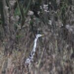 Grande Aigrette_2