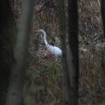 Grande Aigrette_4