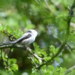 Orite à longue queue_1667