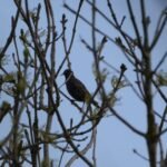 Etourneau sansonnet_1670