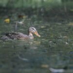 Canard colvert_2185