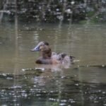 Fuligule milouin_1735