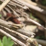 Tétrix riverain_1288