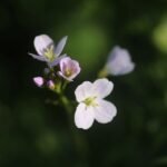 Cardamine des prés_1301