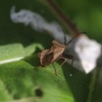 Corée marginée_1305