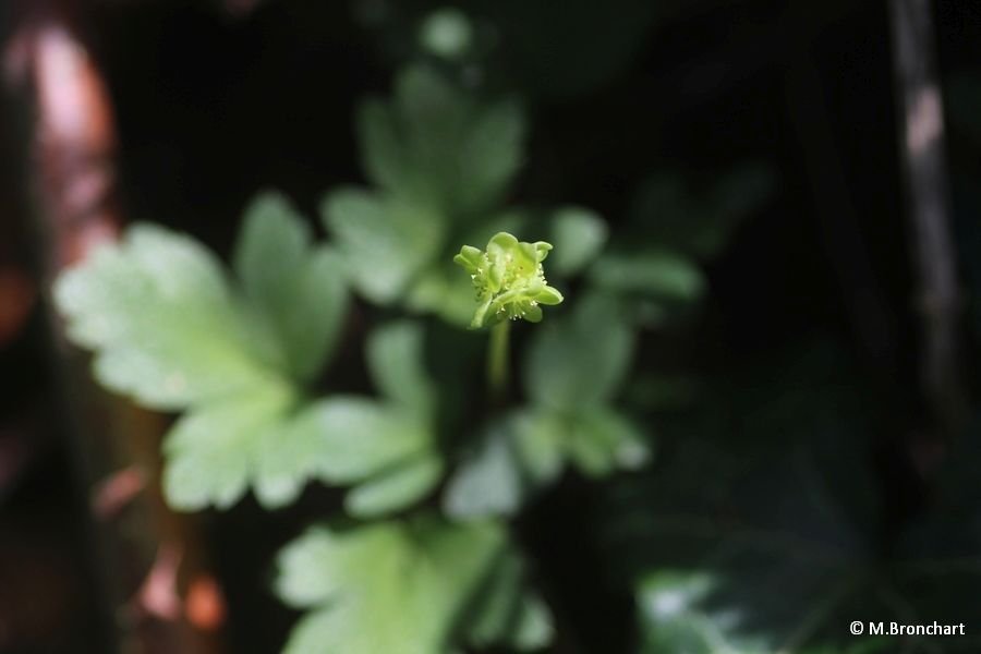 Adoxe musquée_1308