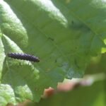 Galéruque de l’aulne_1358