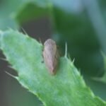 Cercope des prés_1361