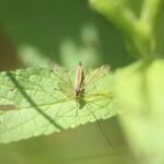 Nephrotoma appendiculata_1365