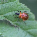 Apodère du noisetier_1374