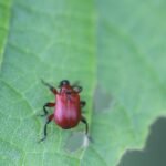 Apodère du noisetier_1375