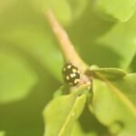 Coccinelle à damier_1398