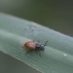 Lagrie hérissée_1400