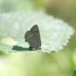 Thécla du chêne_1401