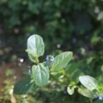 Cresson de cheval_1403