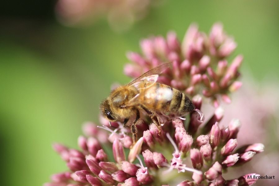 Abeille européenne_1420