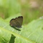 Thécla du chêne_1422