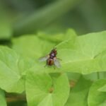 Tachinaire sauvage_1424