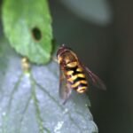 Syrphe des groseillers_1426