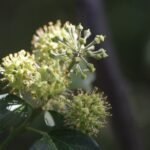 Lierre grimpant_1465