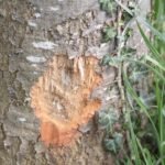 Castor d’Europe_1509