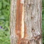 Castor d’Europe_1510