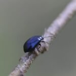 Galéruque de l’aulne_1517