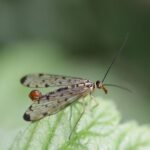 Mouche scorption (Panorpa germanica)_1546