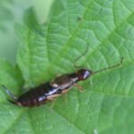 Forficule (ou perce-oreille)_209