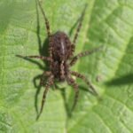 Pardose du groupe lugubris_210