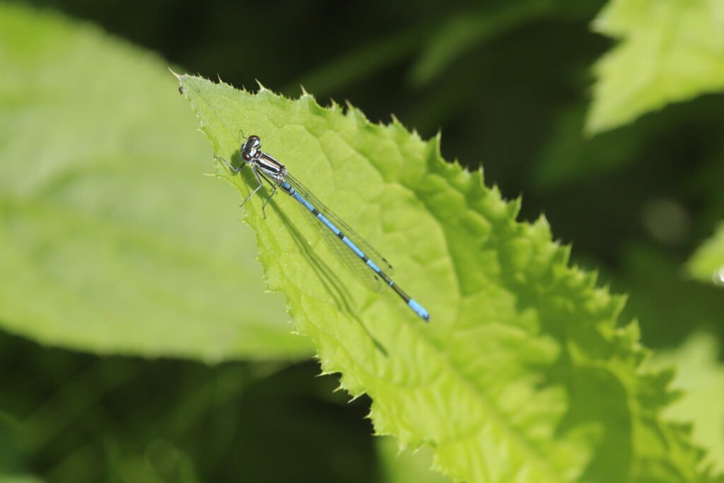 Agrion jouvencelle_257