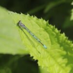 Agrion jouvencelle_257