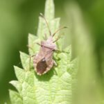 Corée marginée_1556