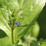 Cresson de cheval_244