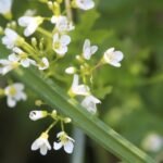 Cardamine amère_239