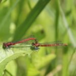 Nymphe au corps de feu_271