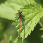 Nymphe au corps de feu_272