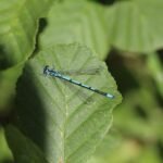 Agrion jouvencelle_273