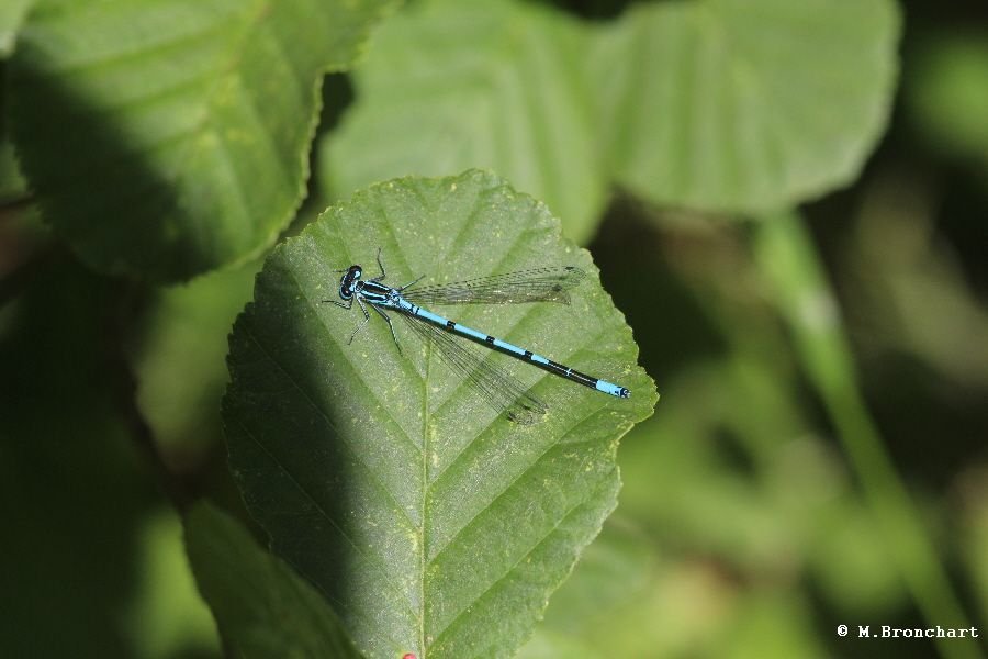 Agrion jouvencelle_273