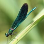 Caloptéryx vierge_295