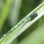 Agrion jouvencelle_298