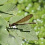 Caloptéryx vierge_296