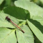 Nymphe au corps de feu_304