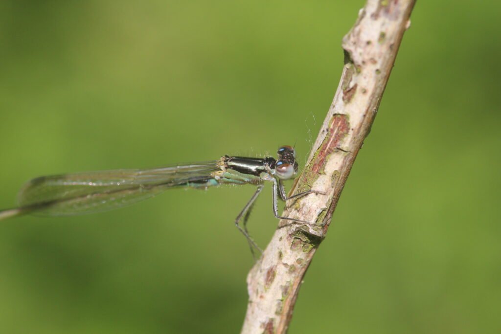 Agrion élégant_306