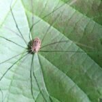 Leiobunum rotundum_344