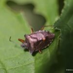 Punaise à pattes rousses_1580