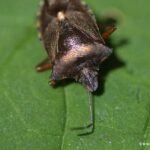 Punaise à pattes rousses_1582