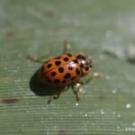 Coccinelle des roseaux_1583